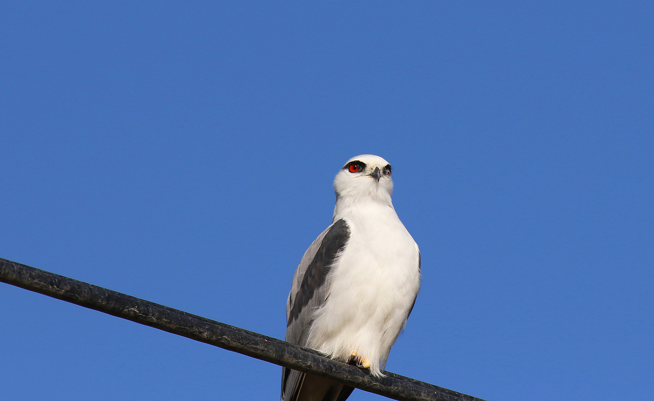 Black-winged Kite
